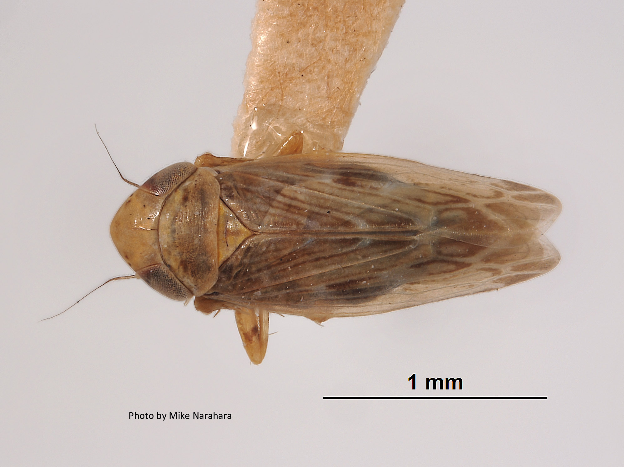 Deltocephalus zephyrius image